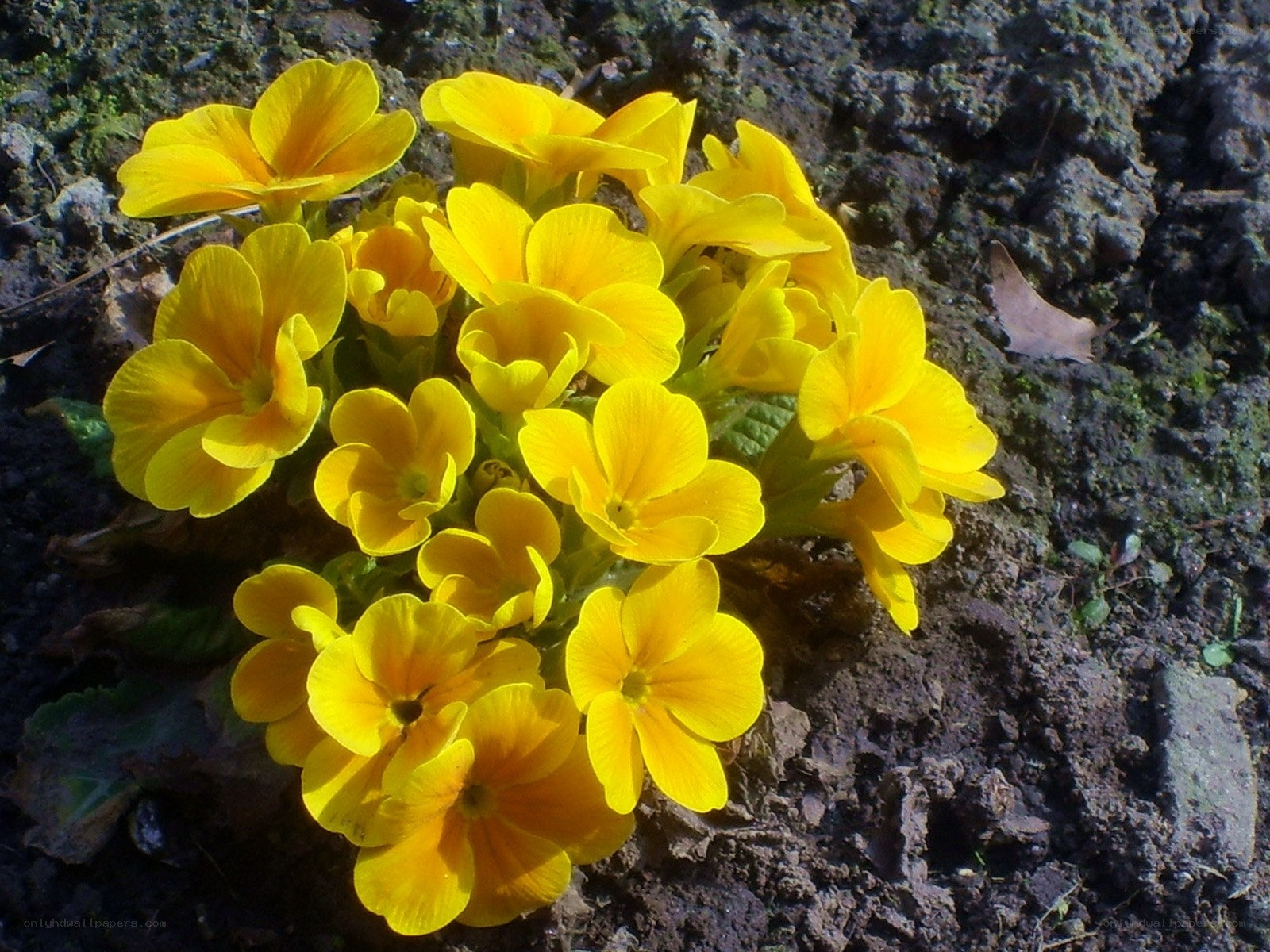Yellow primroses in soil