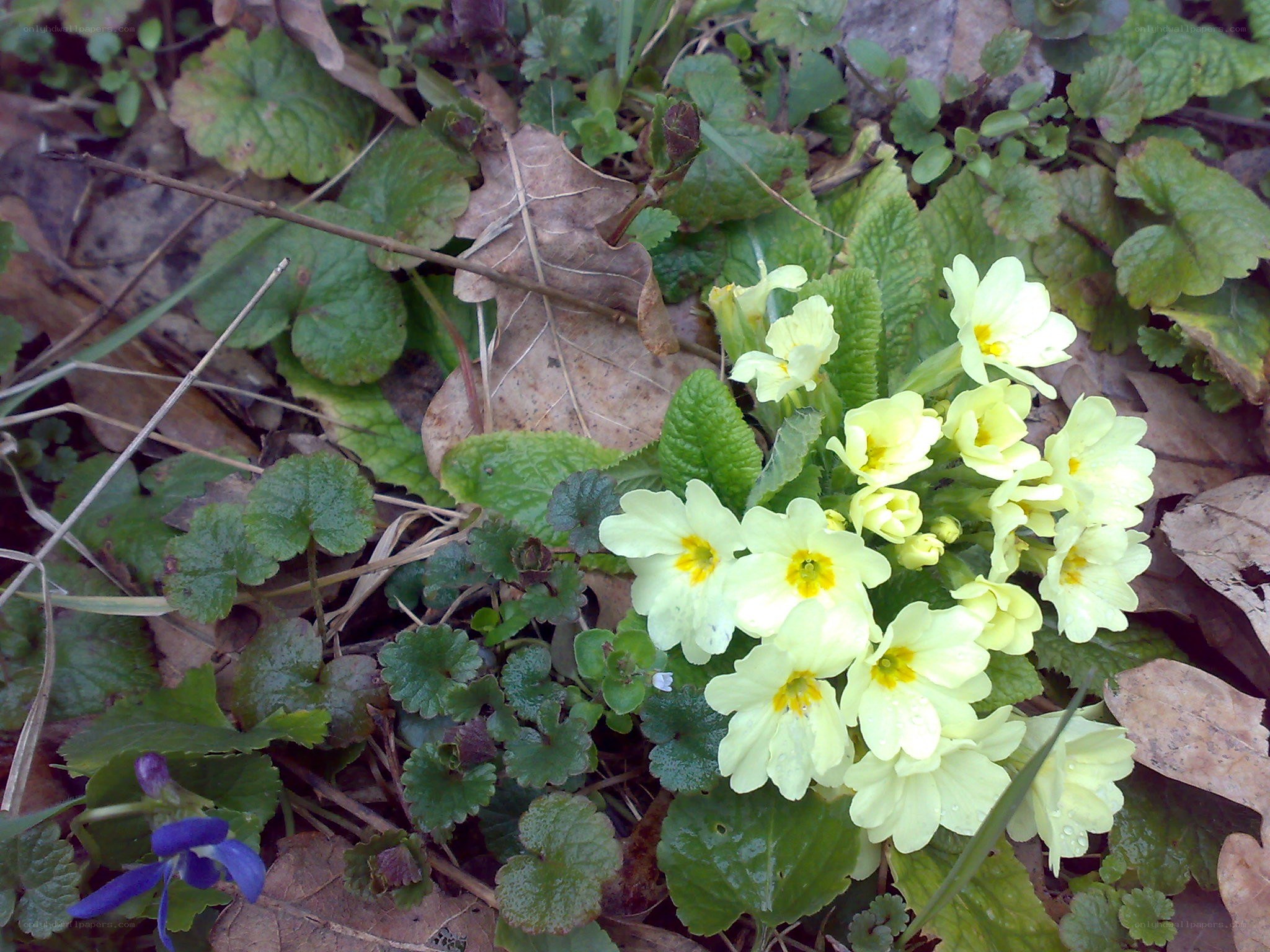 Yellow primroses in spring