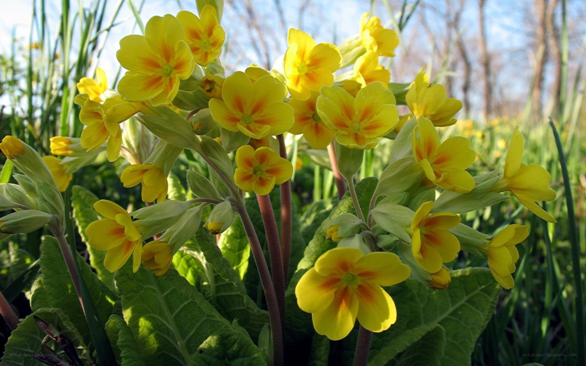 Yellow primroses in spring