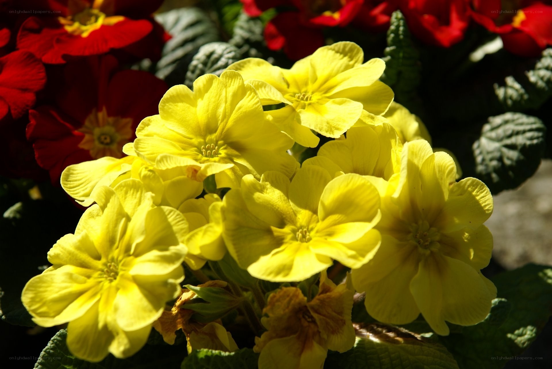 Yellow primroses in sunlight