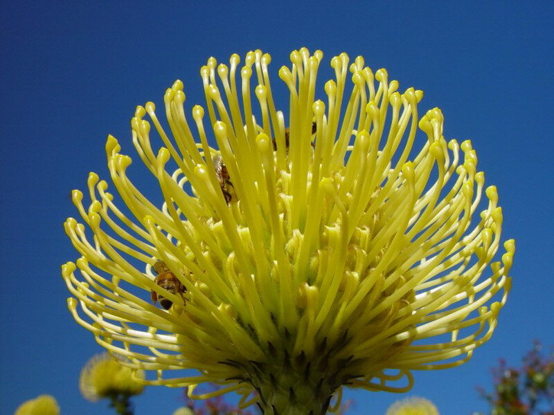 Yellow Protea Flower — Bright