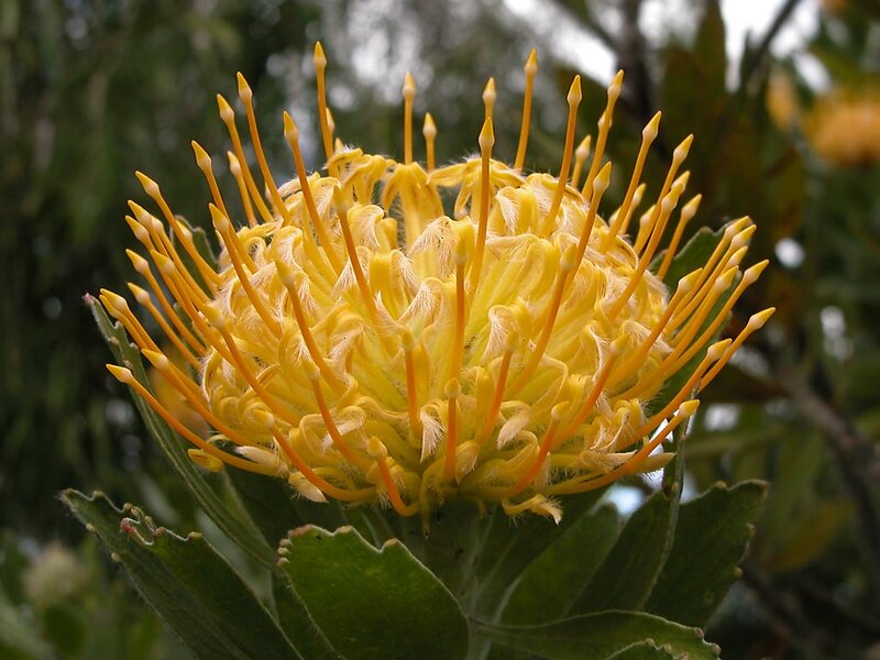 Yellow Protea Flower — Natural