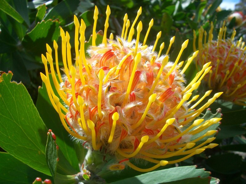 Yellow Protea Flower