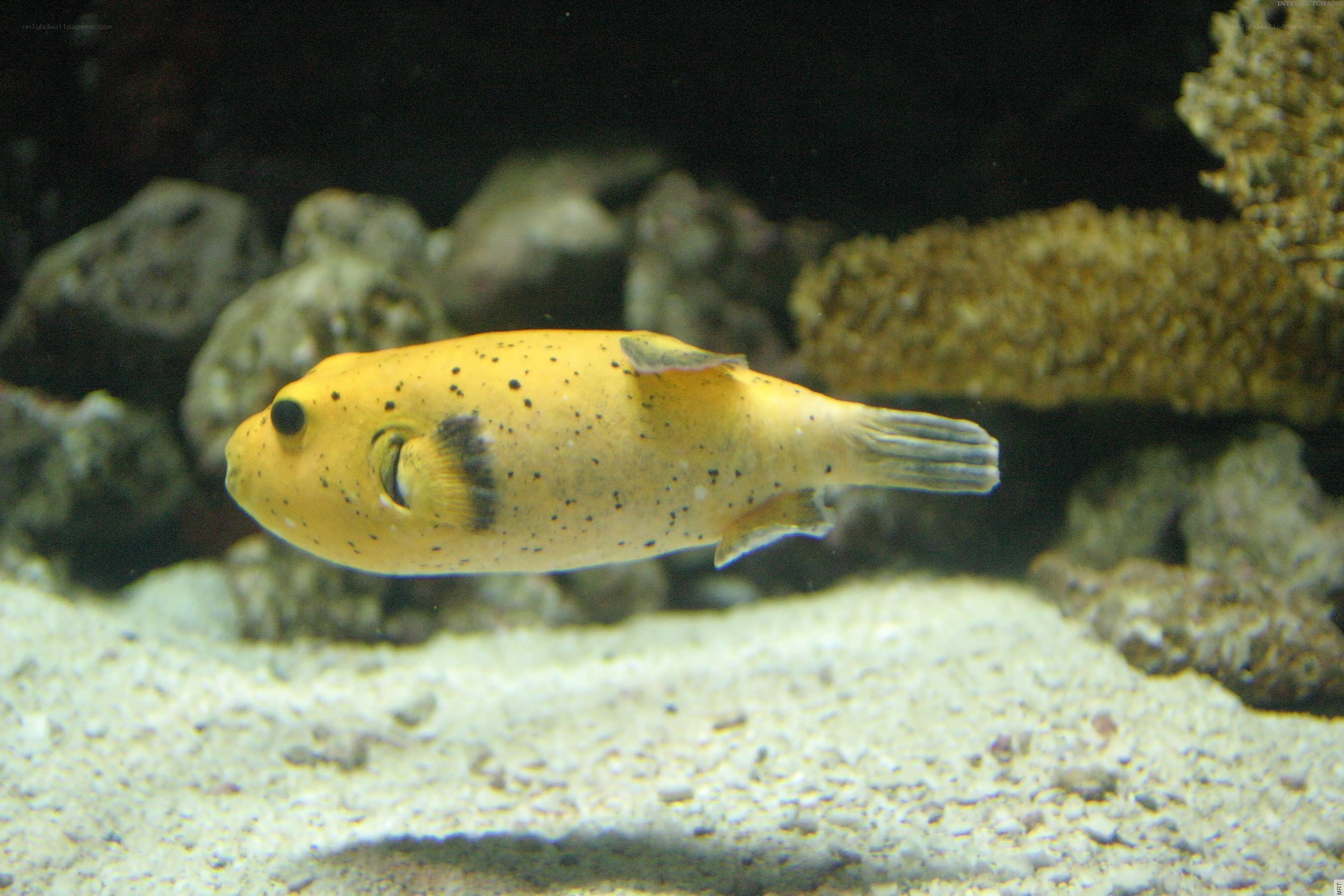 yellow puffer fish in aquarium