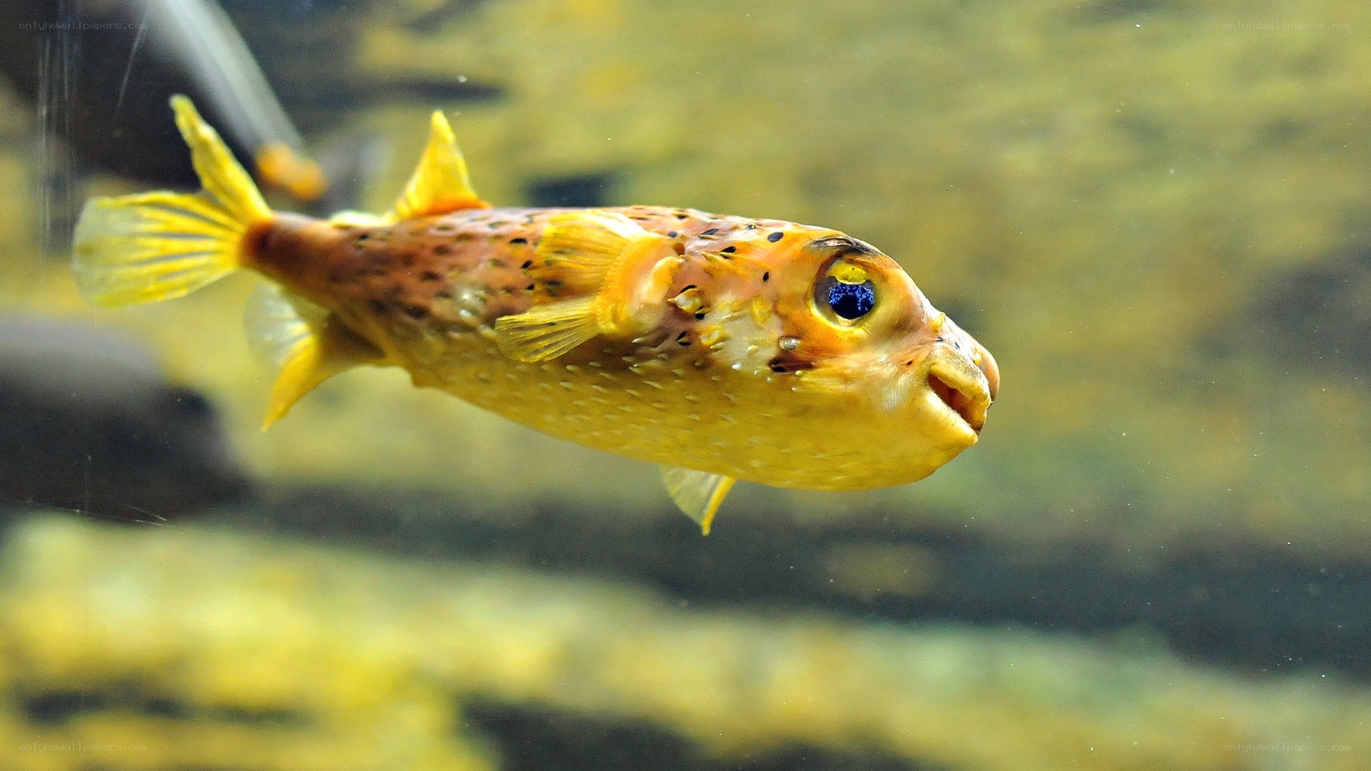 yellow puffer fish swimming