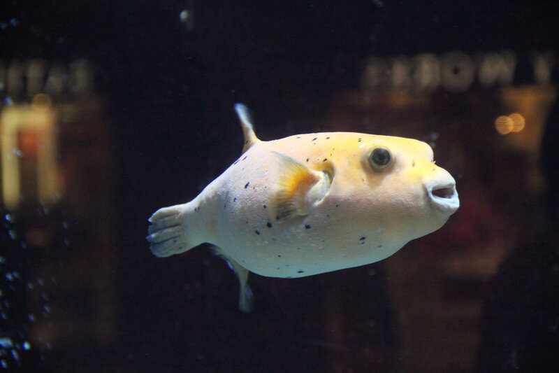 yellow puffer fish swimming