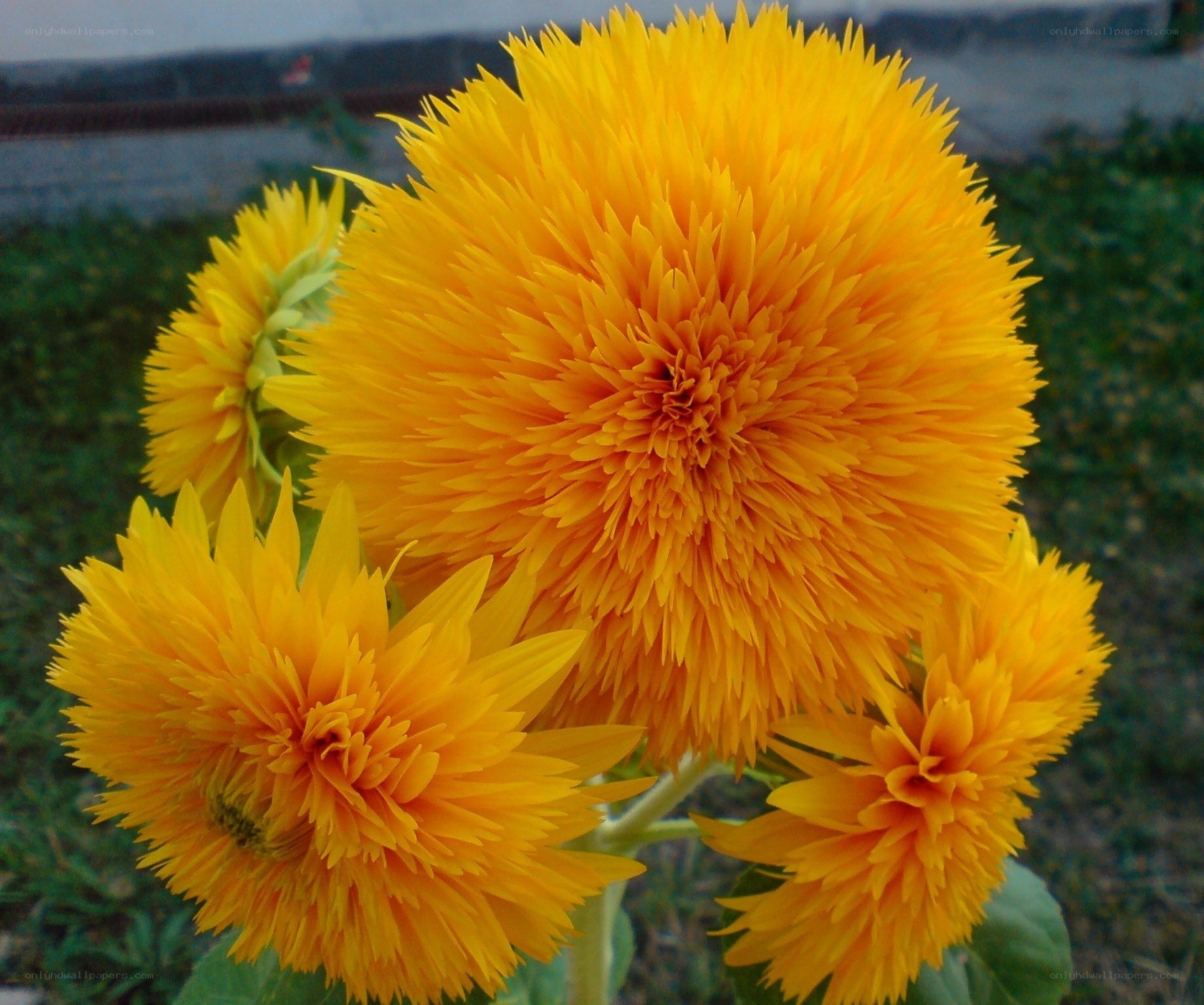 Yellow puffy sunflowers