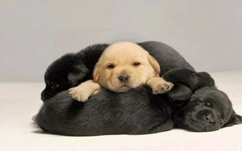 Yellow Puppy on Black Puppies