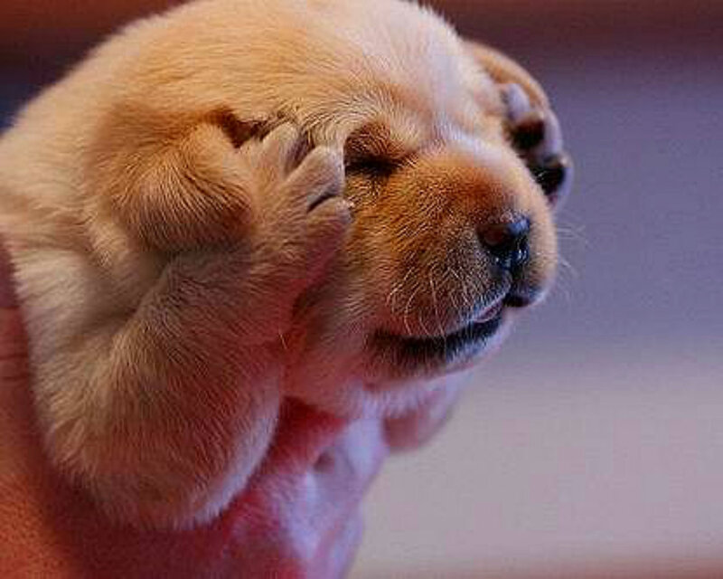 Yellow Puppy Sleeping