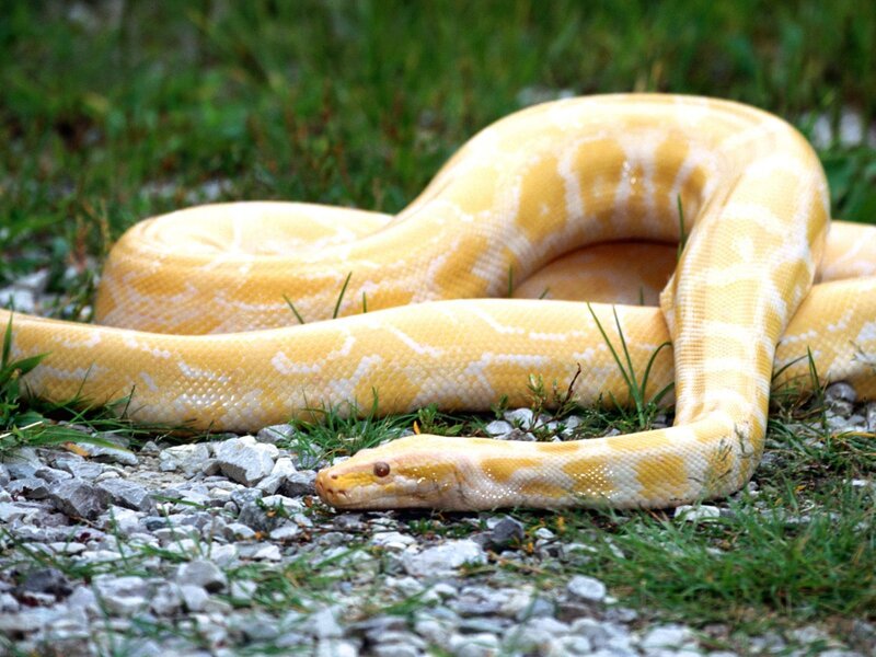 yellow python coiled on ground