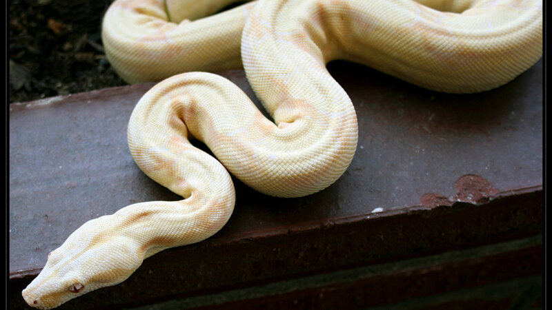 yellow python coiled on surface