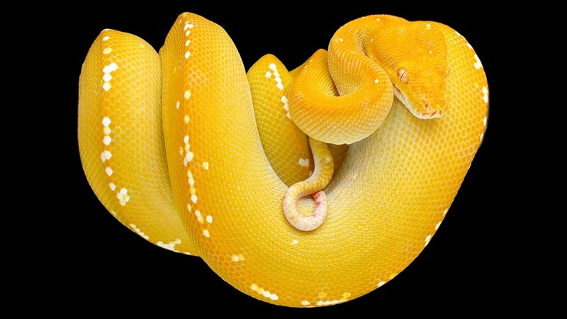 Yellow Python Coiled