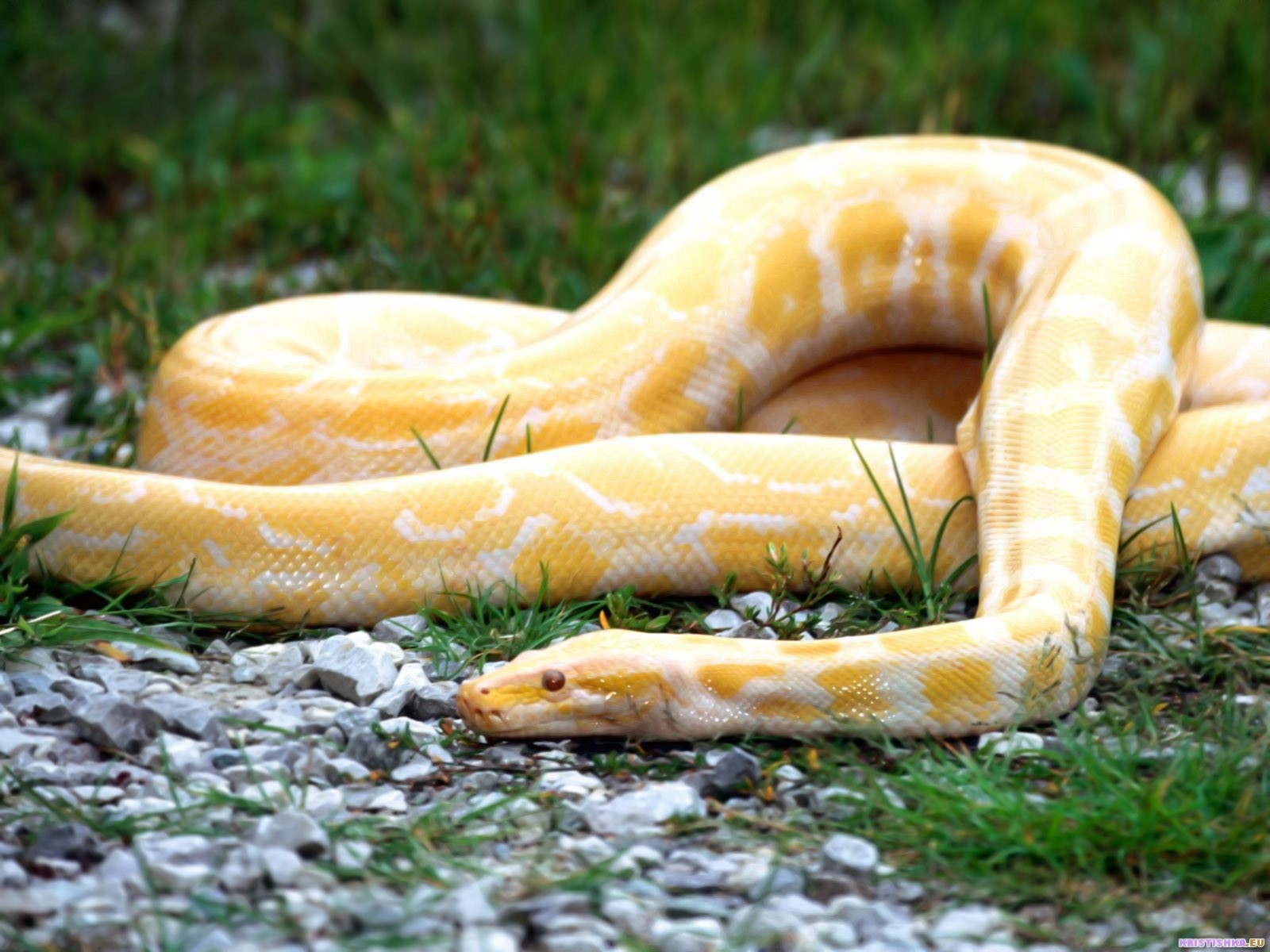 yellow python on grass