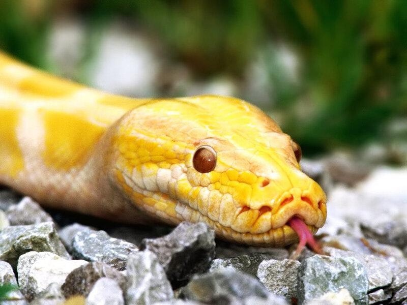 yellow python snake
