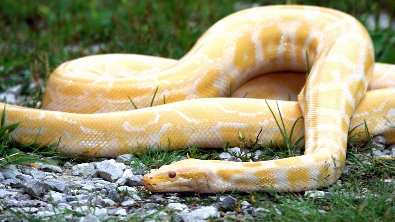 Yellow Python Snake — Calm, Afternoon