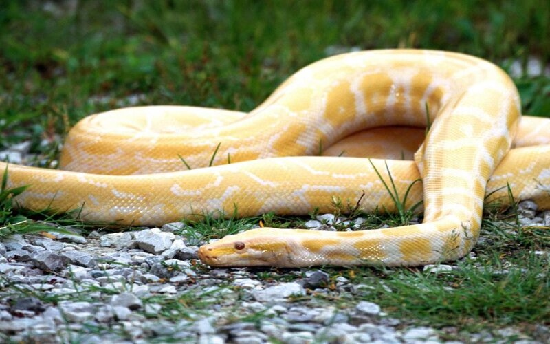 Yellow Python Snake — Calm, Photograph, Grass