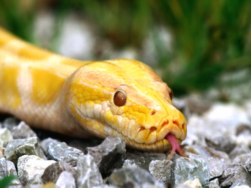 Yellow Python Snake — Calm, Photograph, Rocks