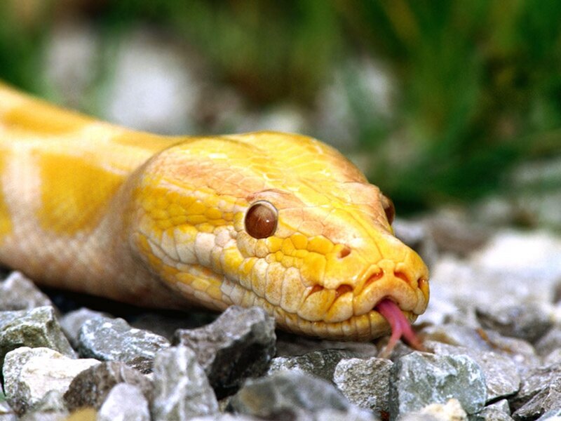 Yellow Python Snake — Calm, Photograph