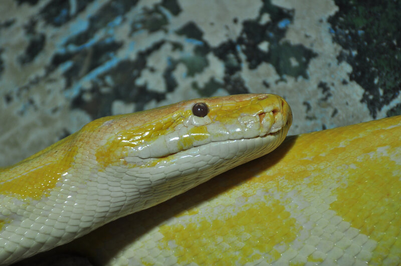 Yellow Python Snake — Calm