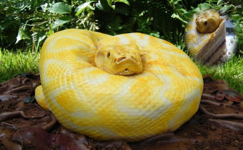 Yellow Python Snake — Natural