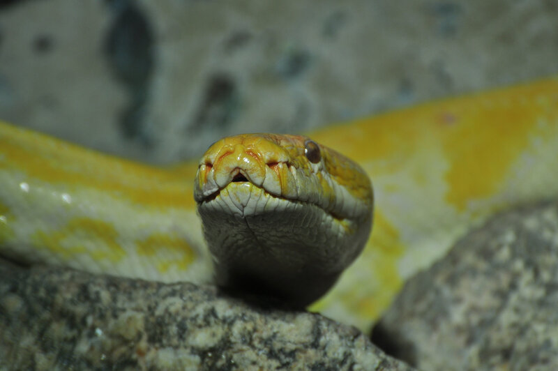 Yellow Python Snake — Neutral