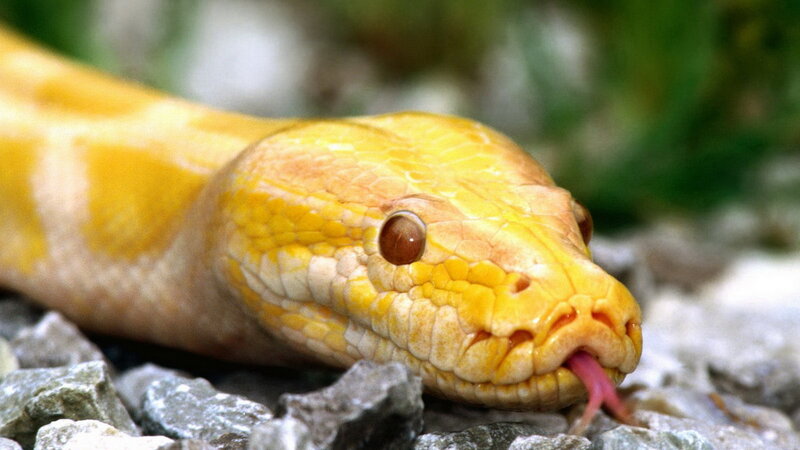 yellow python snake