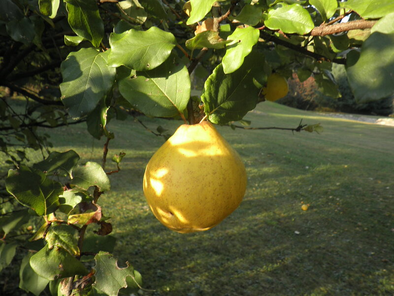 Yellow Quince Fruit