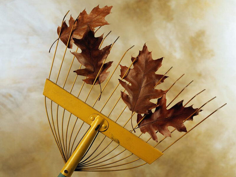 Yellow Rake with Leaves