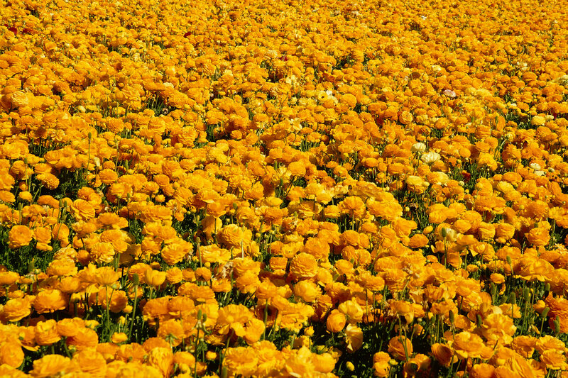Yellow Ranunculus Field