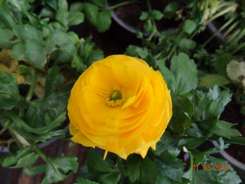 yellow ranunculus flower