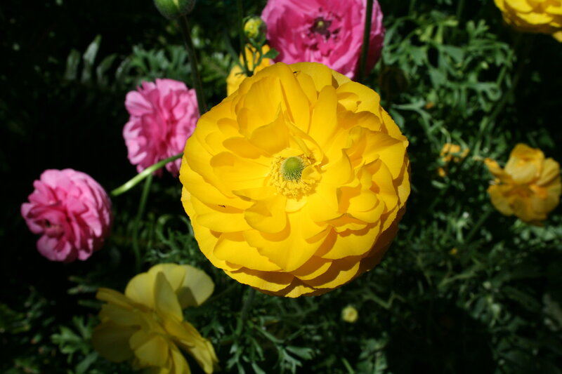 Yellow Ranunculus Flower — Bright