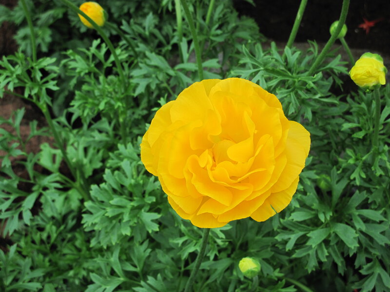 Yellow Ranunculus Flower — Calm, Afternoon, Photograph, Green Leaves