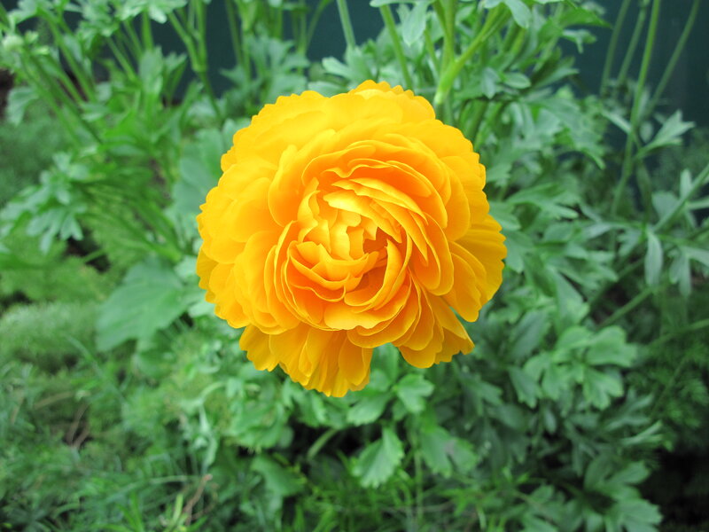 Yellow Ranunculus Flower — Calm, Afternoon, Photograph