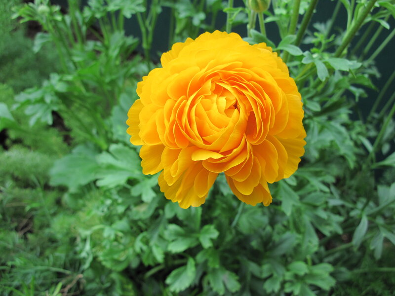 Yellow Ranunculus Flower — Calm, Afternoon