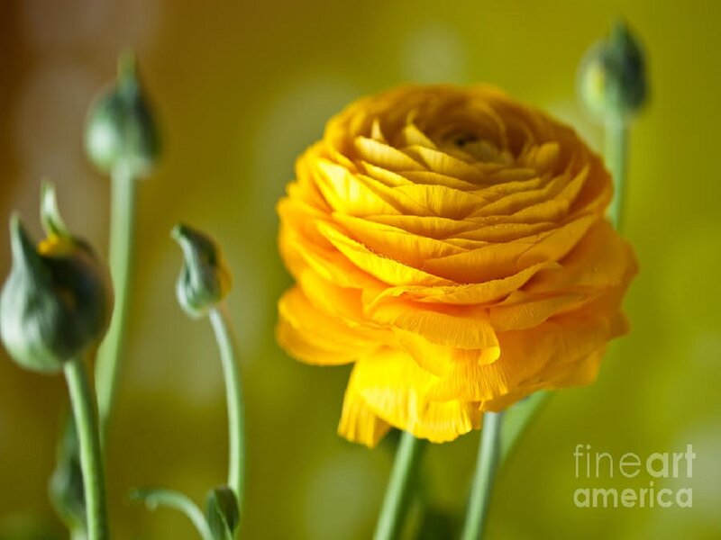 Yellow Ranunculus Flower — Calm, Photograph, Flower Buds