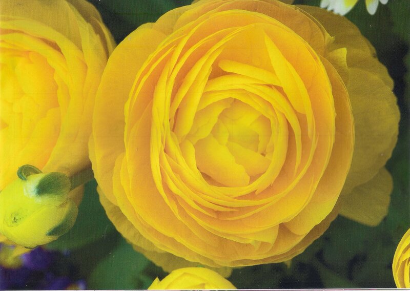 Yellow Ranunculus Flower — Calm, Photograph