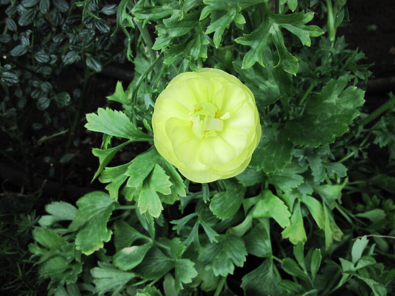 Yellow Ranunculus Flower — Calm, Spring