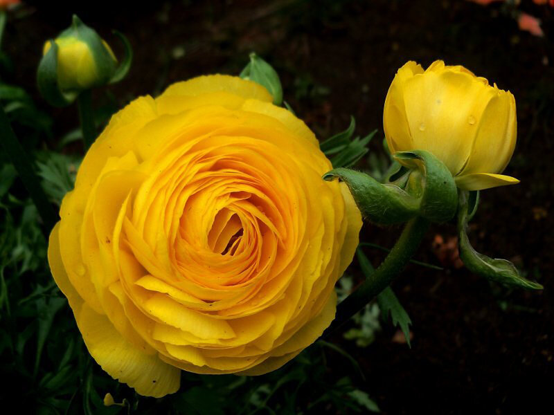 Yellow Ranunculus Flower — Calm