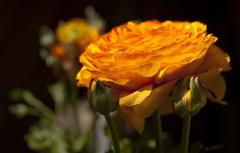 Yellow Ranunculus Flower — Dramatic