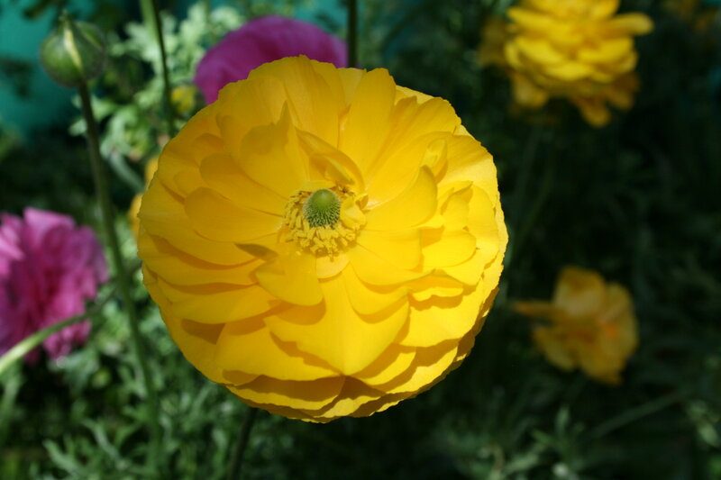 Yellow Ranunculus Flower — Serene, Afternoon, Photograph, Pink Flowers