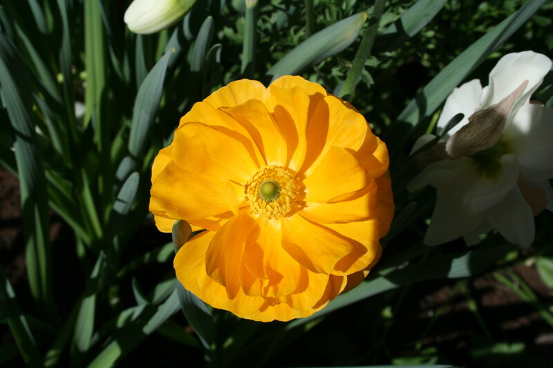 Yellow Ranunculus Flower — Serene, Afternoon, Photograph