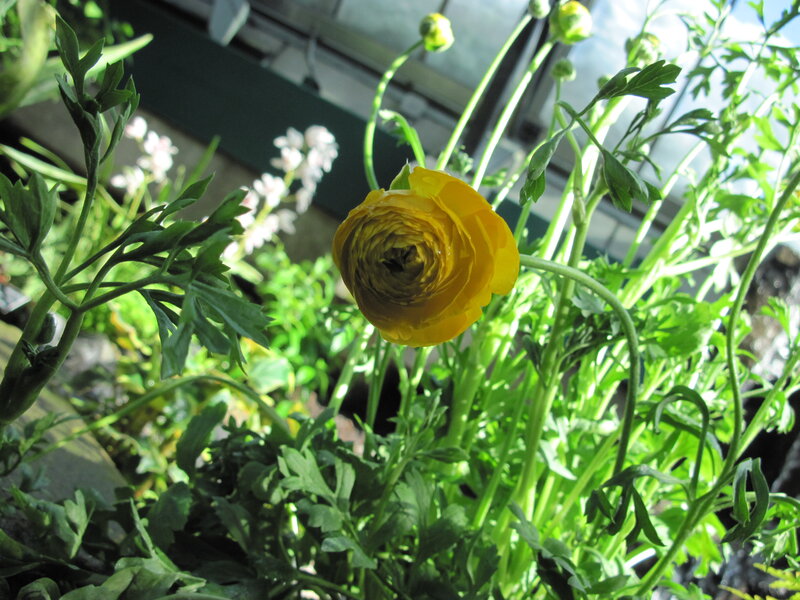Yellow Ranunculus Flower — Serene, Afternoon