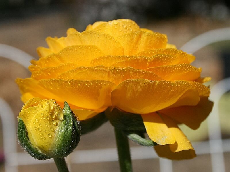 Yellow Ranunculus Flower — Serene, Morning