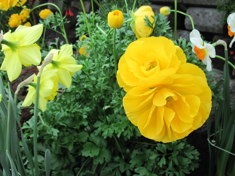 Yellow Ranunculus Flower — Serene, Spring, Photograph