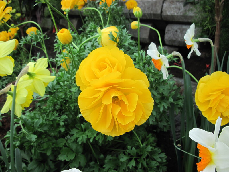 Yellow Ranunculus Flower — Serene, Spring