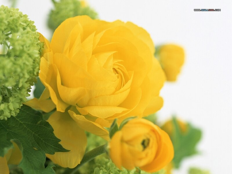 Yellow Ranunculus Flower — Serene