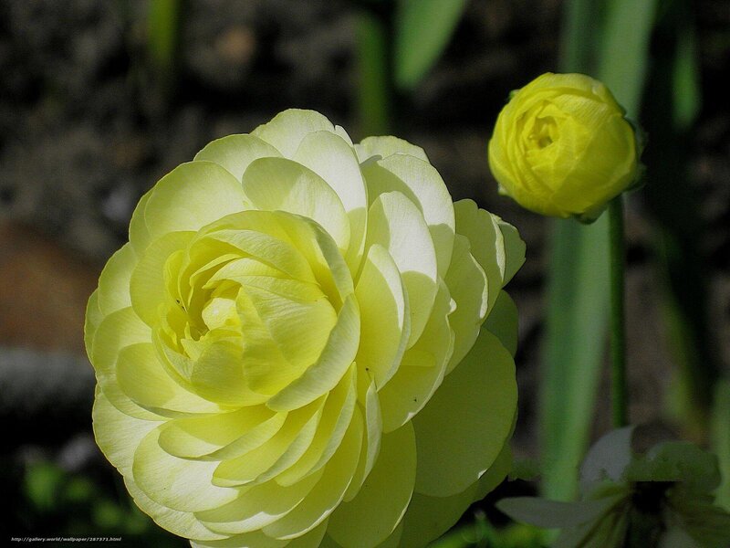 Yellow Ranunculus Flower