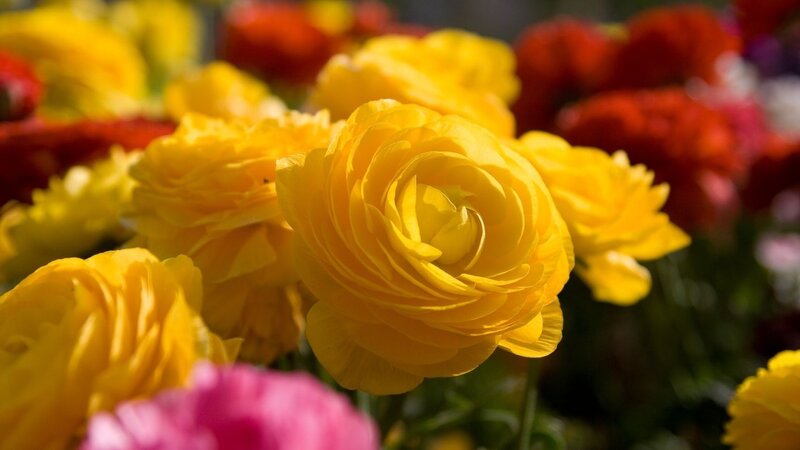 Yellow Ranunculus Flowers — Bright, Afternoon, Photograph, Red Flowers