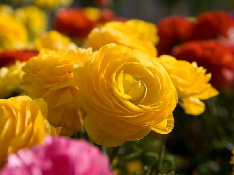 Yellow Ranunculus Flowers — Bright, Afternoon, Photograph