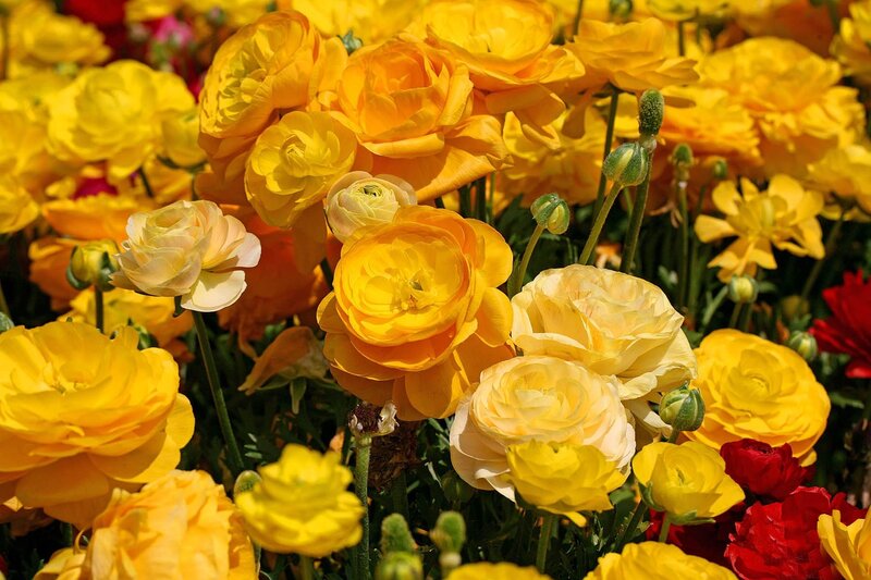 Yellow Ranunculus Flowers — Bright, Afternoon